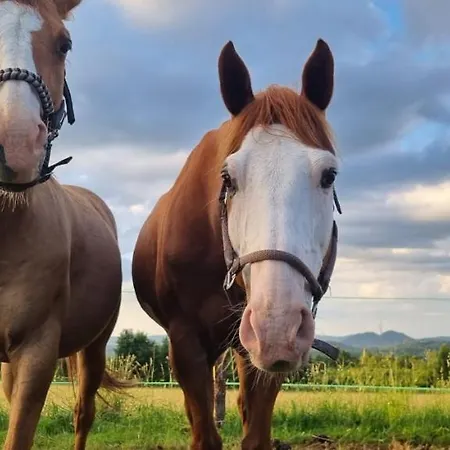 Sloneczna Osada W Gorach Na Wylacznosc Appartement Kowary